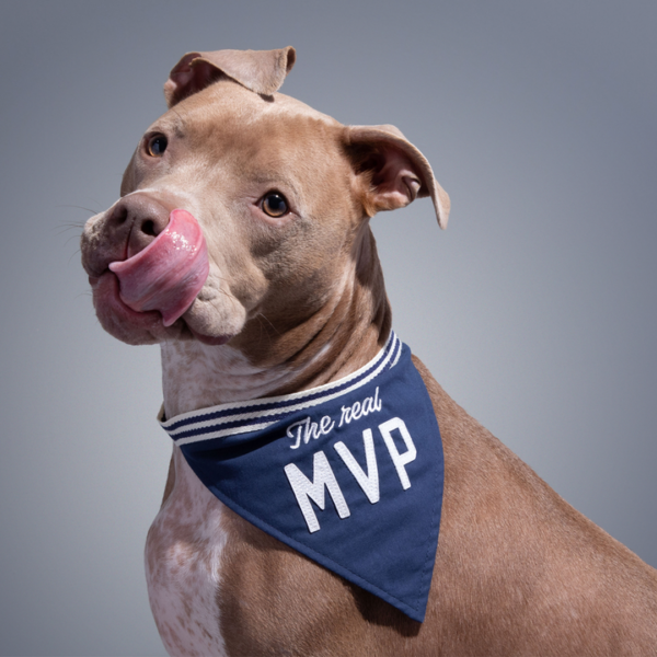 the-real-mvp-dog-bandana-brass-monkey-goods-galison