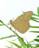 another-studio-plant-animals-butterfly