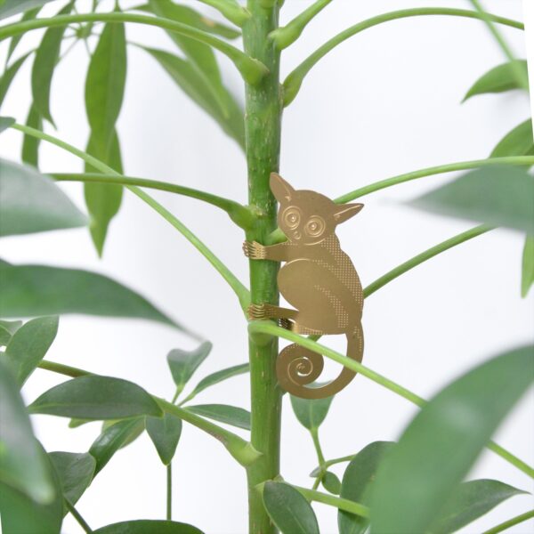 another-studio-plant-animals-koalabeer