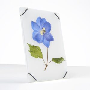 flower-frame-small-transparant-white